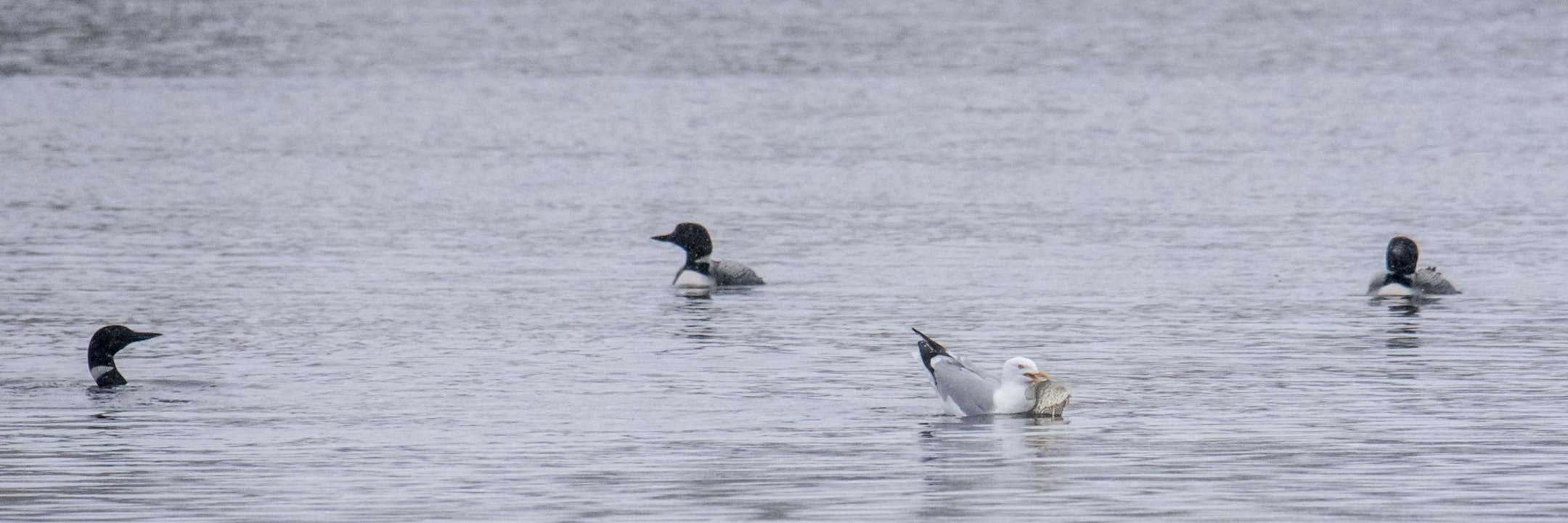 Loons watched a seagull try to get a hold on a fish it had stolen from a loon.