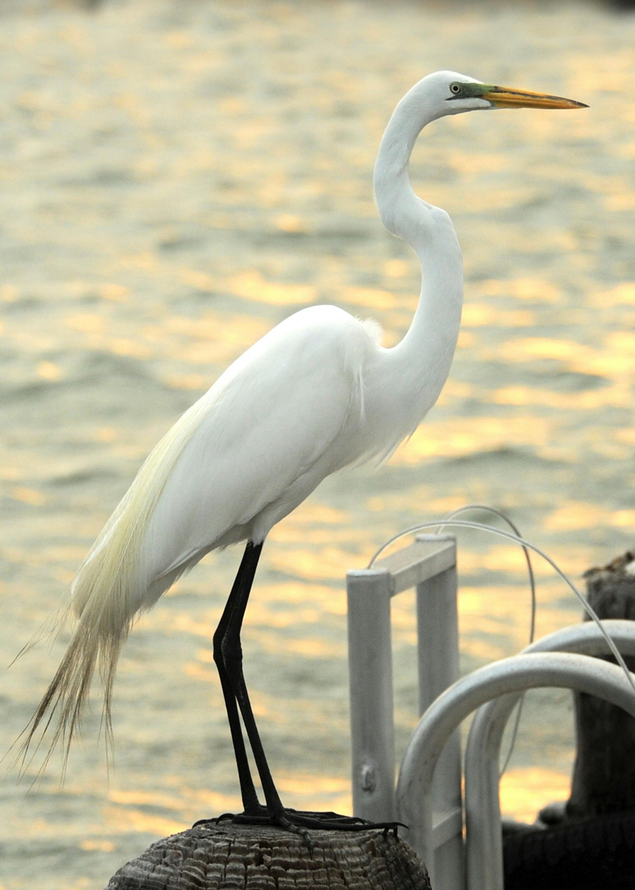 A regal great egret swallows (note lump in neck) its catch for the day. credit: Jim Williams, special to the Star Tribune