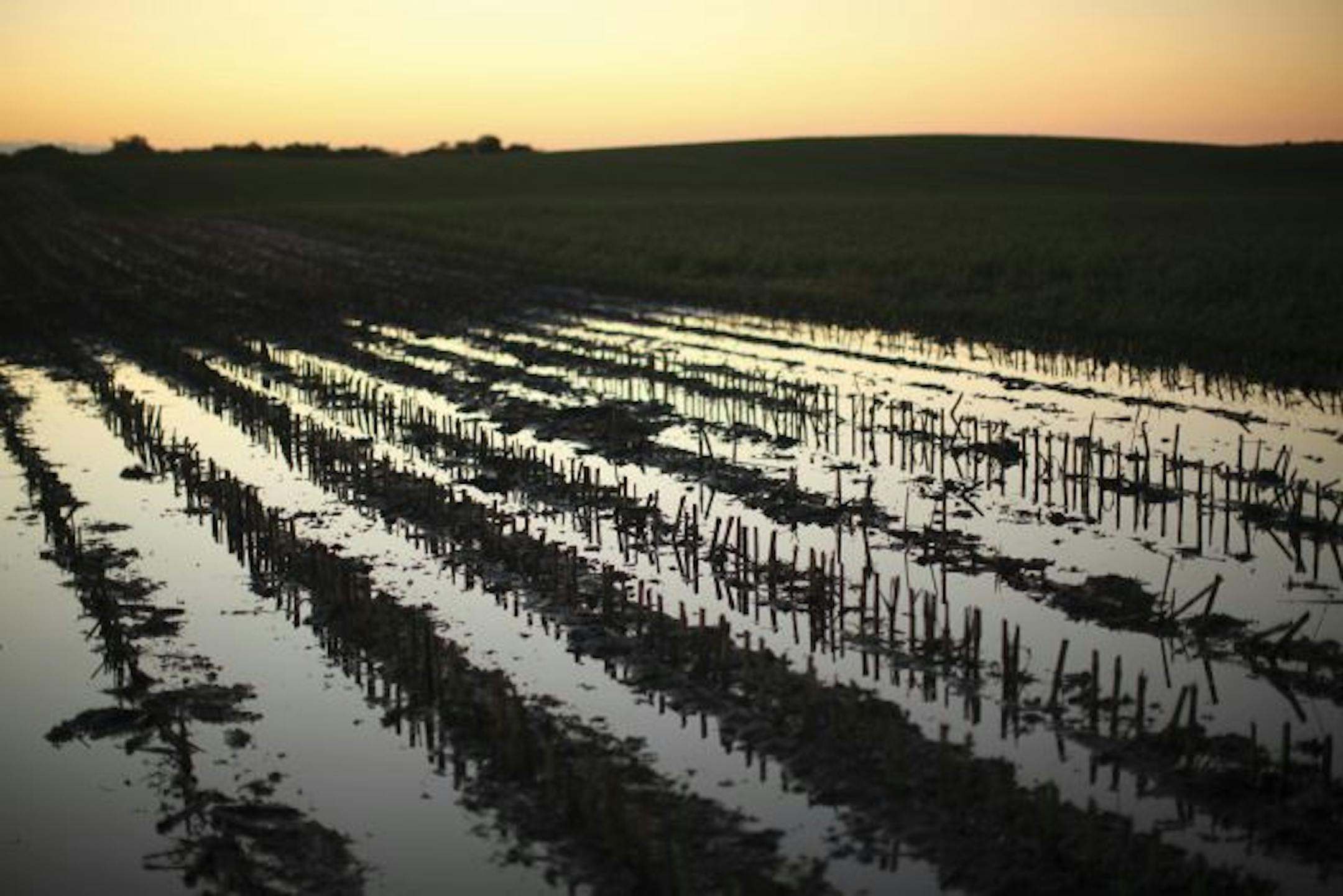 Water stood in a plowed cornfield south of the Twin Cities Monday. Farmers were optimistic most crops could be salvaged.