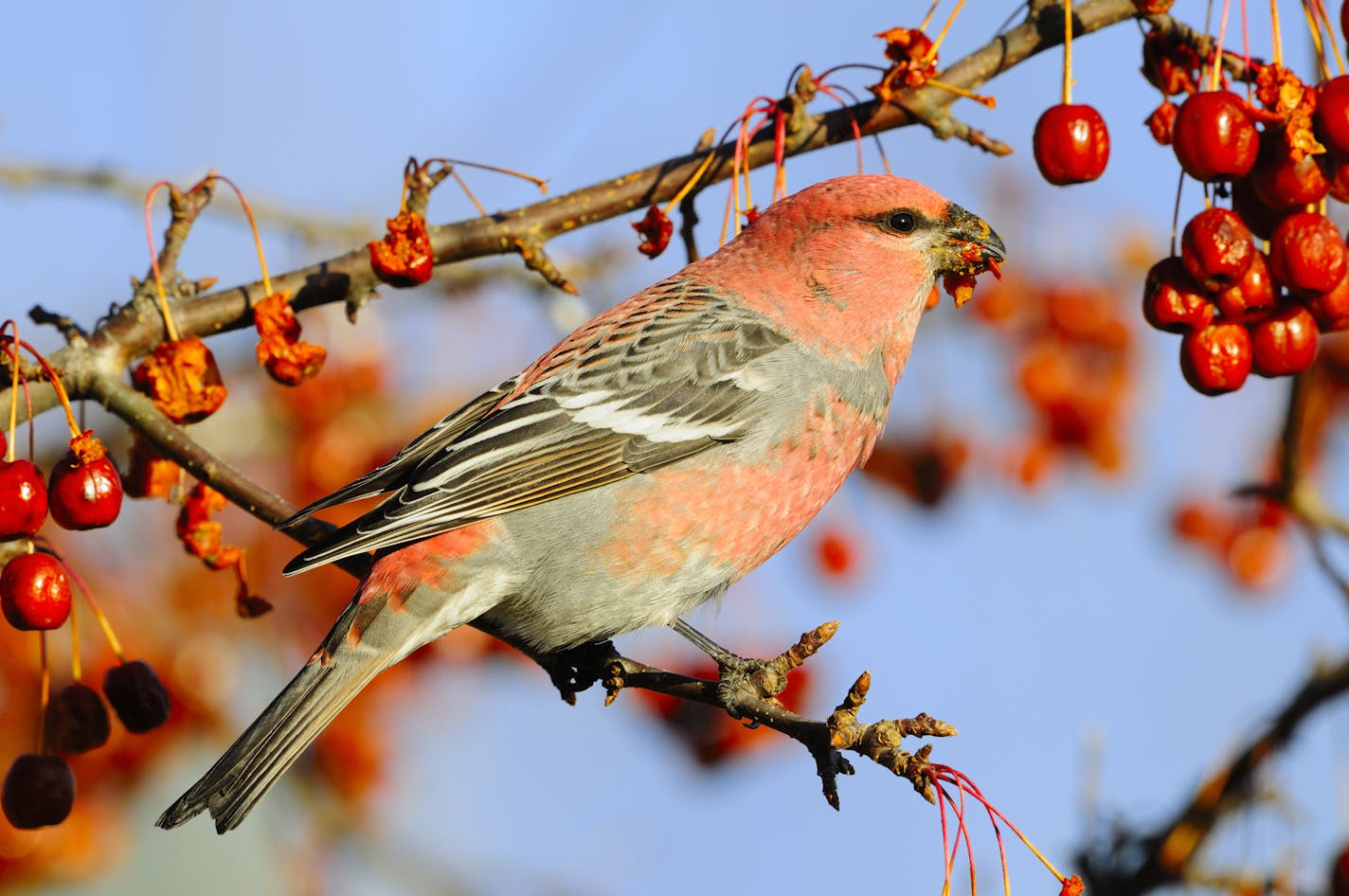 A male pine grosbeak makes a mess of himself as he feeds on crab apples. Pine grosbeaks migrate to Minnesota during winter. Some years they are common, other years they are scarce.