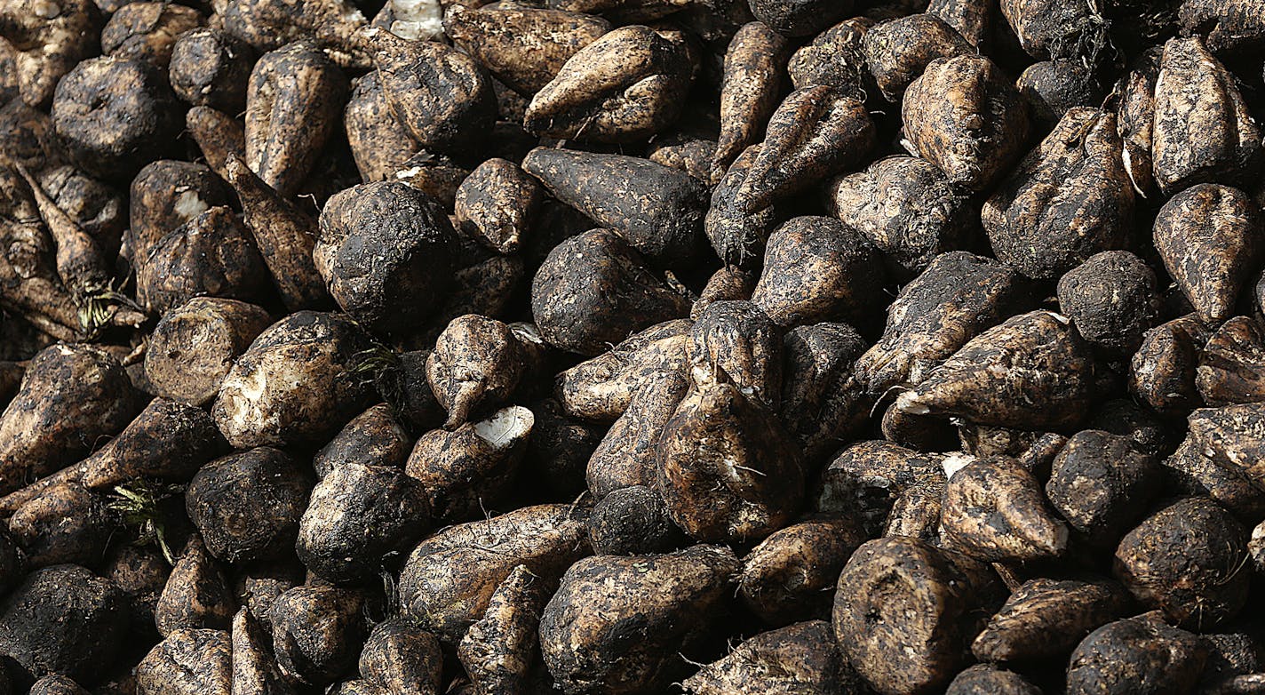 Sugar beets are unloaded from trucks and collected in piles outside the plant to begin the process.