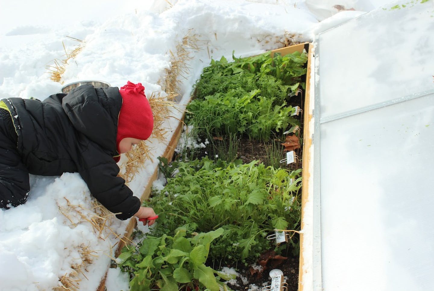 Dawn Pape Dawn Pape's son Maxwell harvests greens from their cold-frame garden in Shoreview.