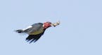 Red-headed woodpecker flies with acorns
Jim Williams