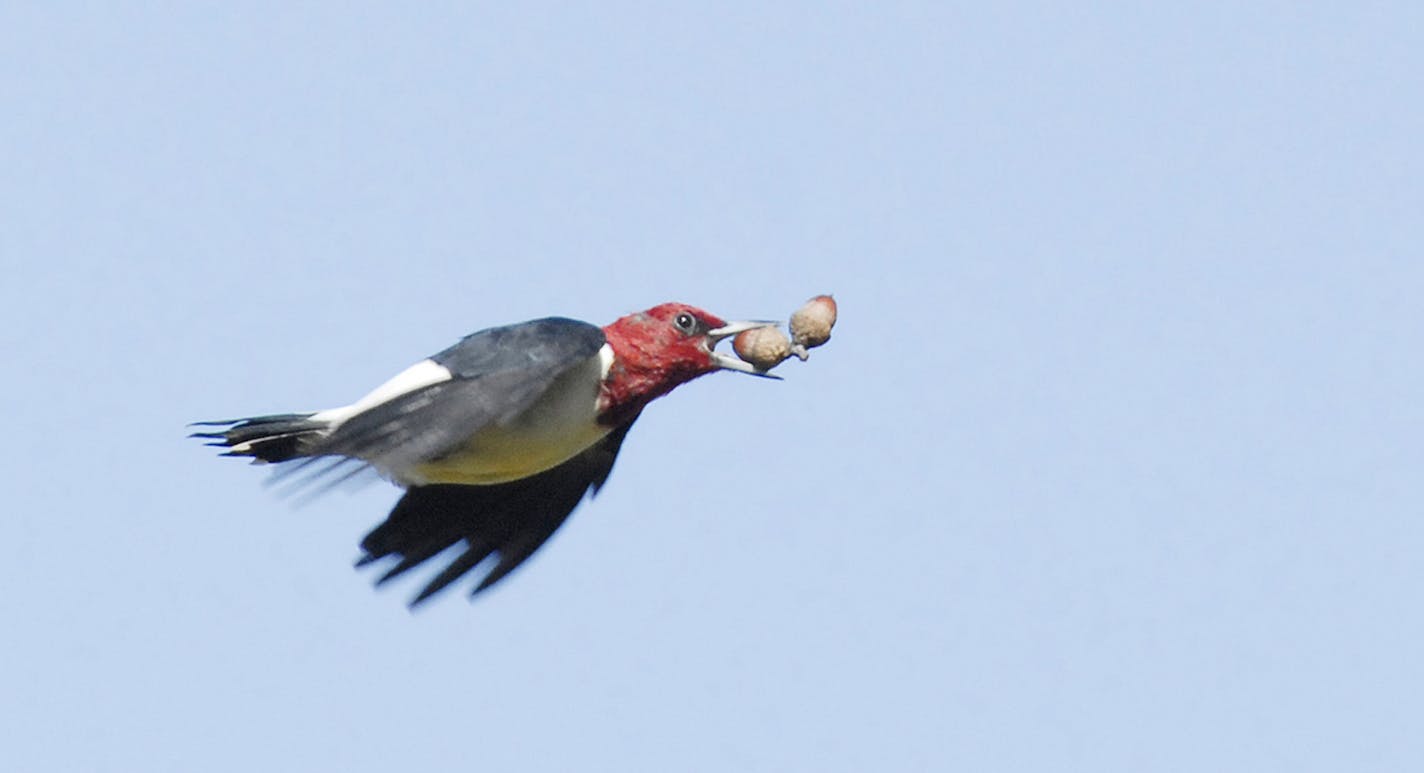 Red-headed woodpecker flies with acorns
Jim Williams