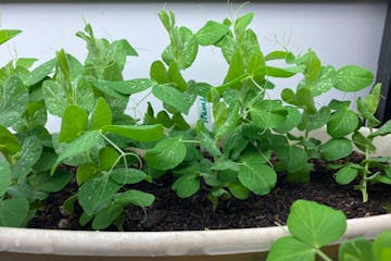 Dwarf sugar snap peas sprouting under artificial lights.