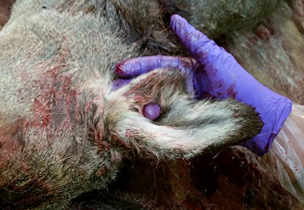 A wildlife official pokes his finger through a hole in the ear of a female deer shot by federal sharpshooters in a culling assignment to reduce the sp