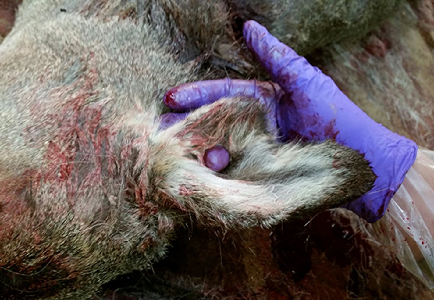 A wildlife official pokes his finger through a hole in the ear of a female deer shot by federal sharpshooters in a culling assignment to reduce the spread of CWD among wild deer in Minnesota's CWD hot zone near Preston. The hole and other cuts to both ears makes DNR officials suspicious that this deer was formerly ear-tagged on a game farm. Officials are investigating whether the animal escaped or was released from a deer farm. It was living with wild deer in the core CWD zone. The deer tested n