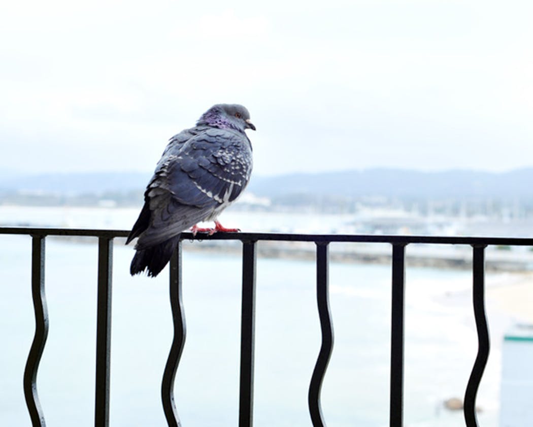A pigeon perched on a railing. Some cities use spikes to deter the pigeons from perching and making a mess.