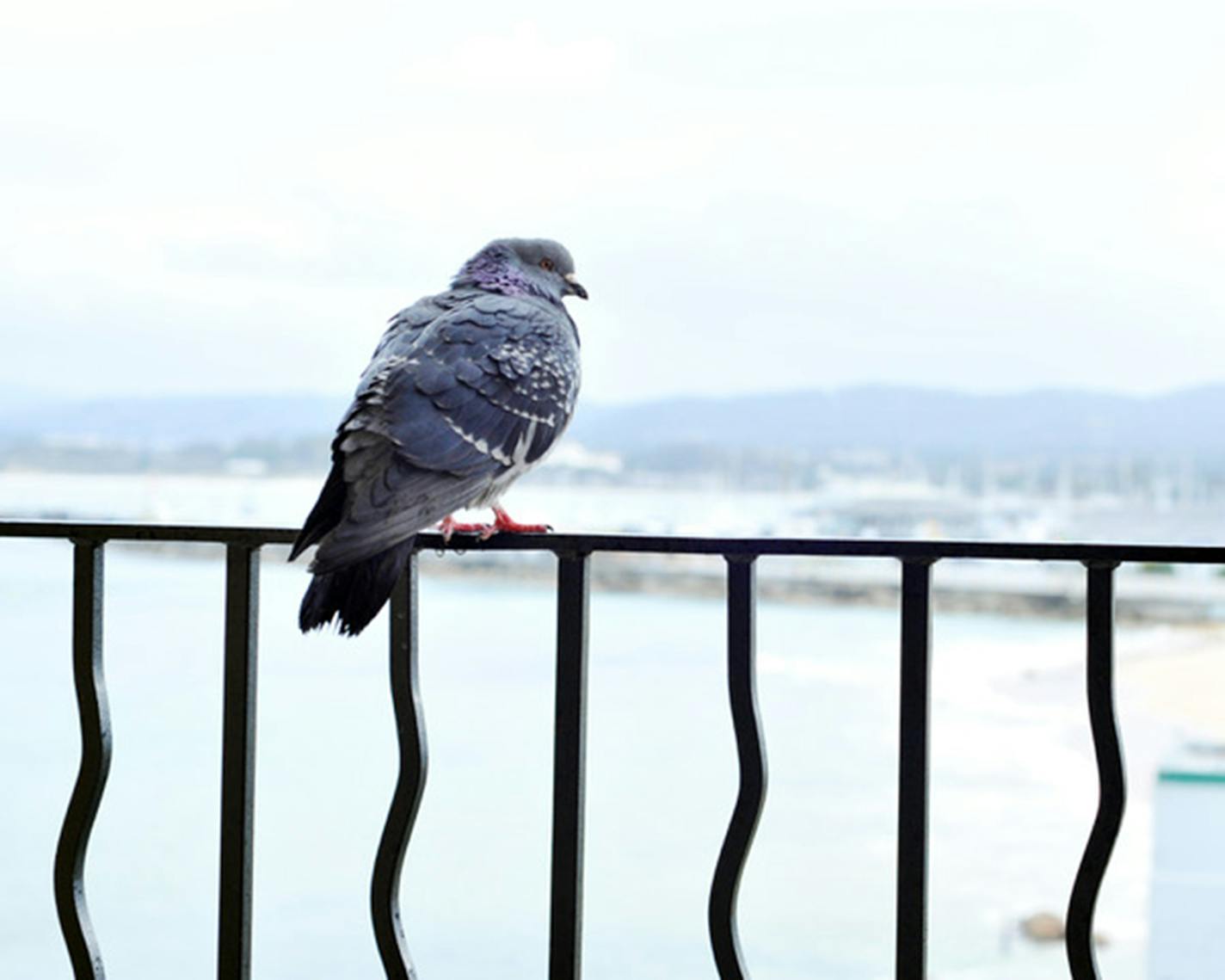 A pigeon perches on a railing near a body of water in the background.