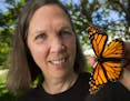Karen Oberhauser, a University of Minnesota monarch scientist with a male monarch butterfly.