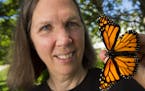 Karen Oberhauser, a University of Minnesota monarch scientist with a male monarch butterfly.
