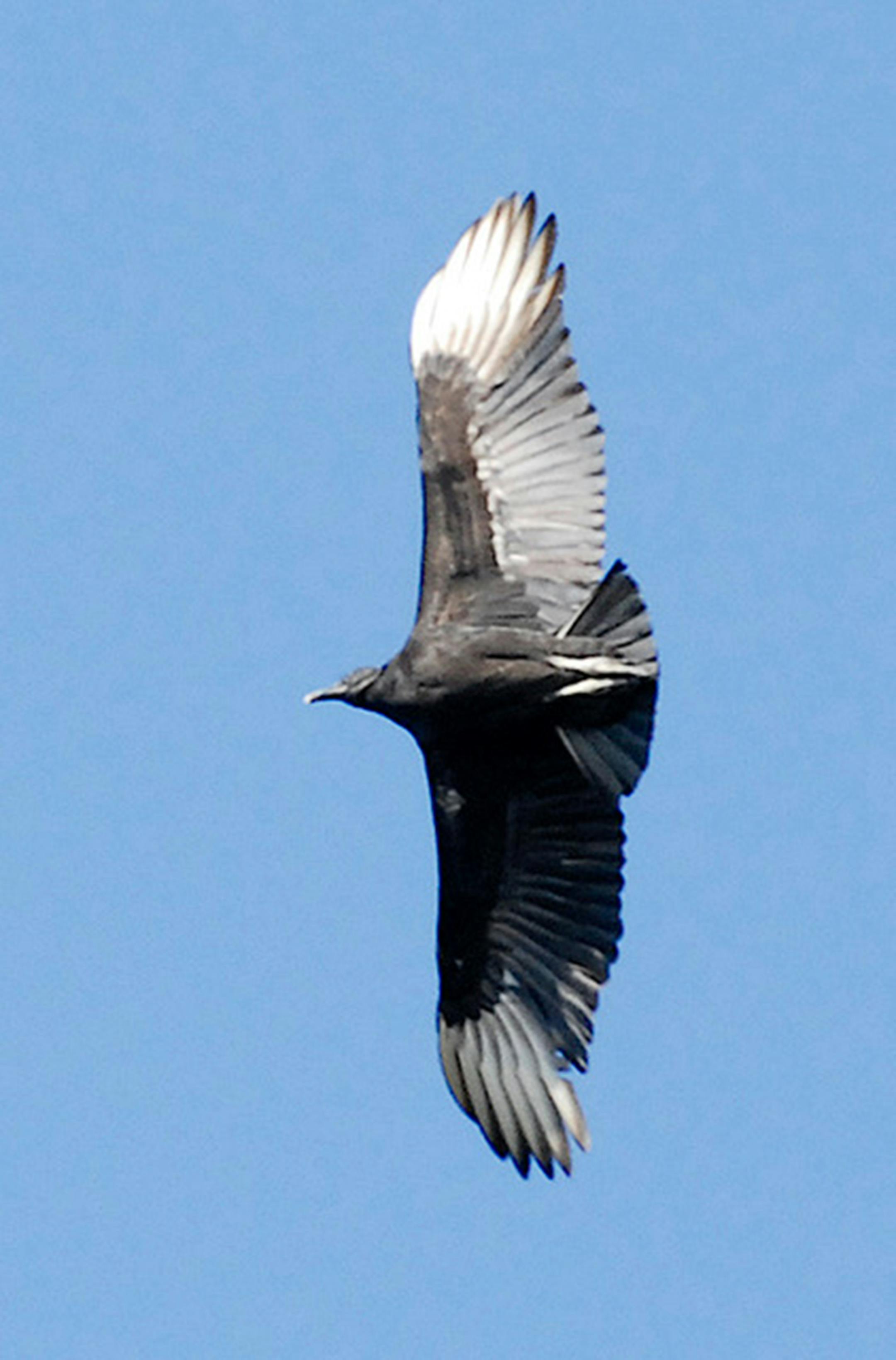 A black turkey vulture in flight.
