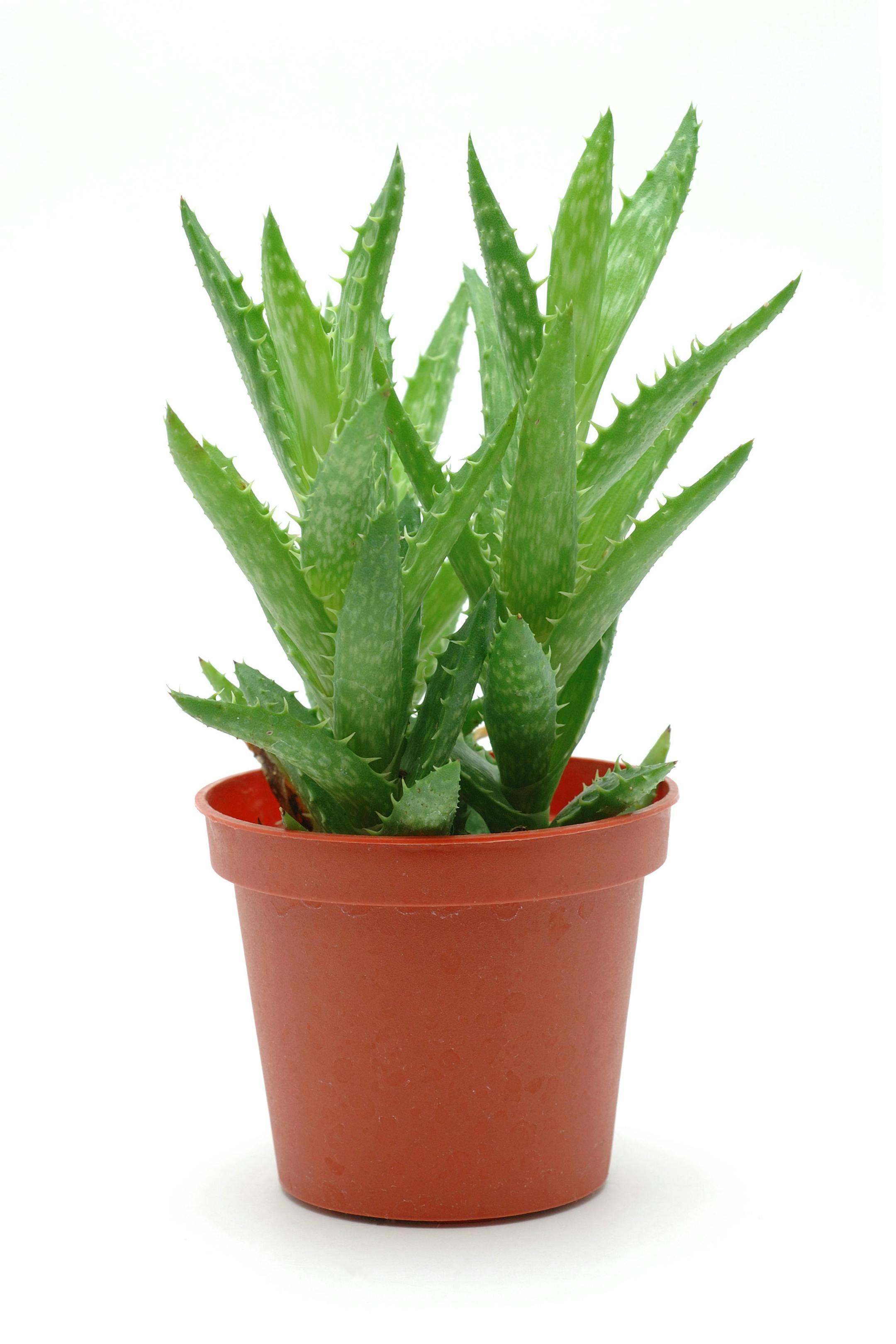 Aloe vera in pot
