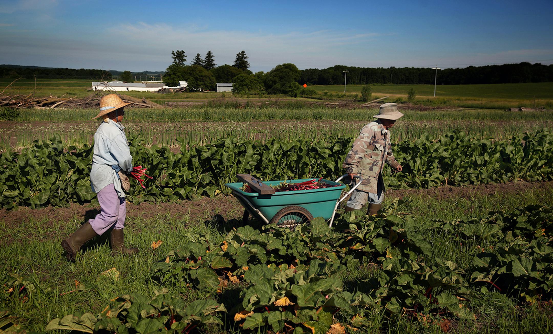 Phua (left) and Blia Thao harvested rhubarb on their farm in Spring Valley, WI.