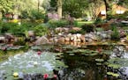 Bethany Husby’s garden/pond in Roseville was a previous Beautiful Gardens winner.