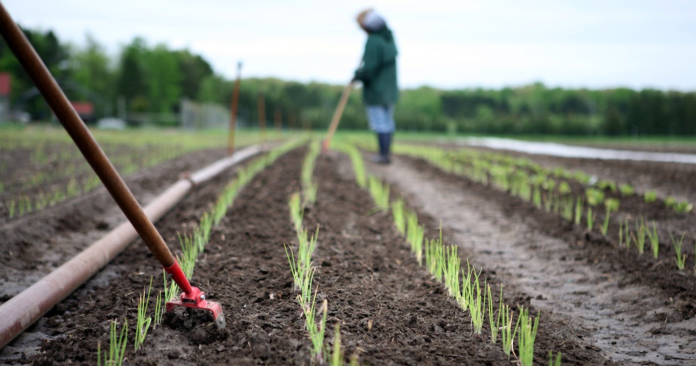 Farmers weed and aerate the soil between rows of green onions at the Big River Farms training program in Marine on St. Croix May 21, 2013. (Courtney Perry/Special to the Star Tribune)