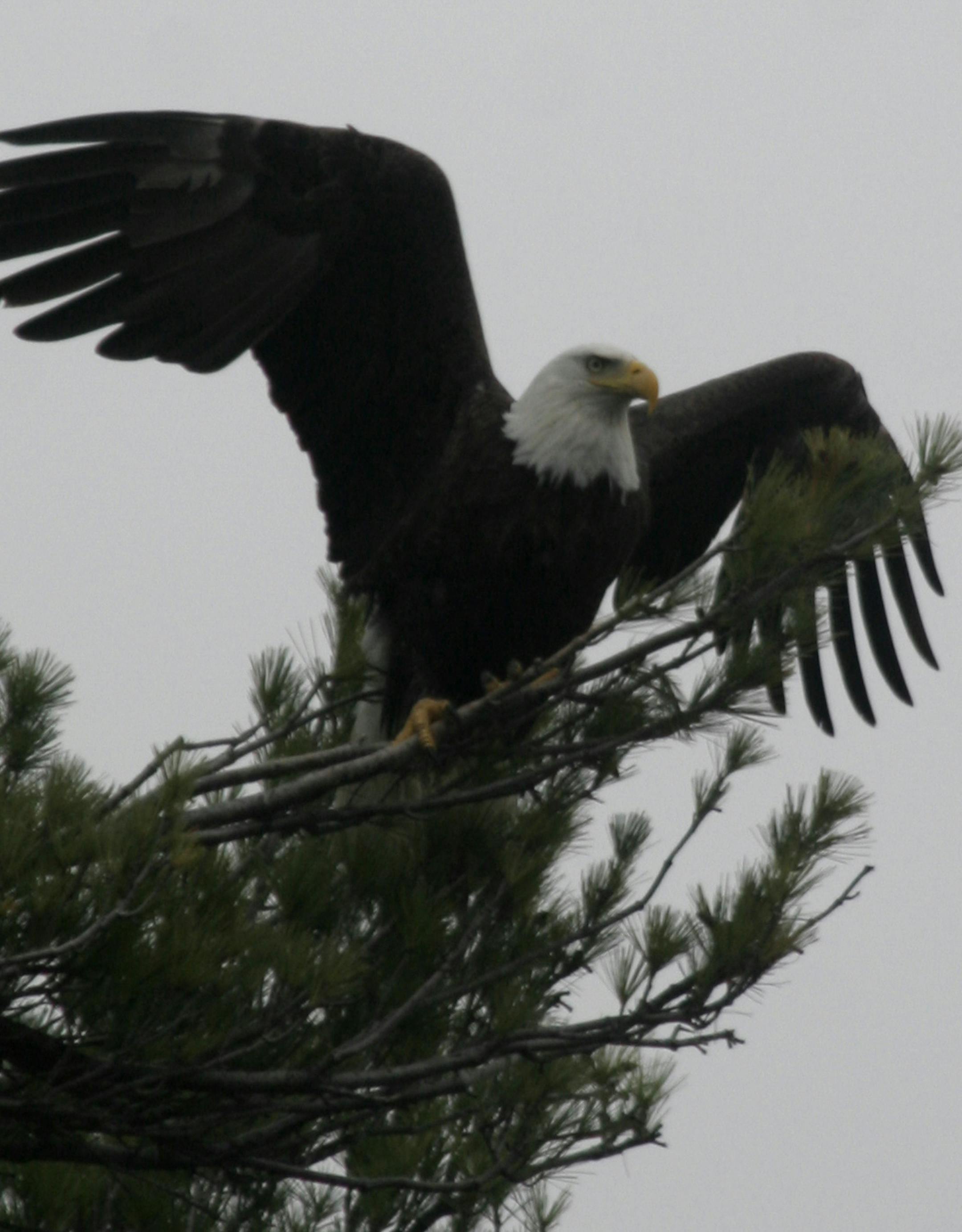Bald eagles like this one are a common sight in Voyageurs National Park.