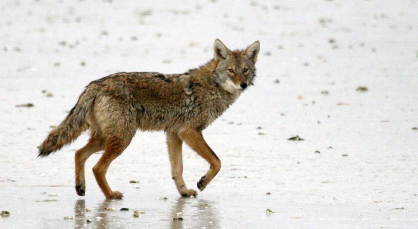 As in many places across the country, coyotes are not protected in Minnesota; with some restrictions, they can be hunted without a license.