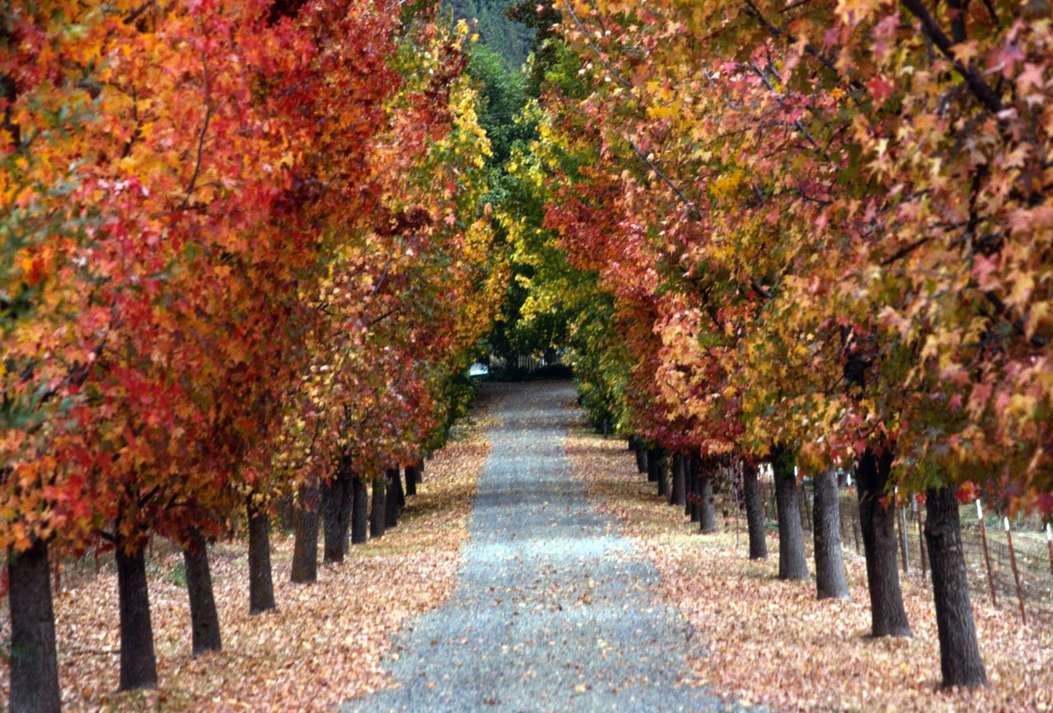 Planting trees with fall color can make your front yard or entry drive the talk of the town. (MCT) ORG XMIT: 1156813