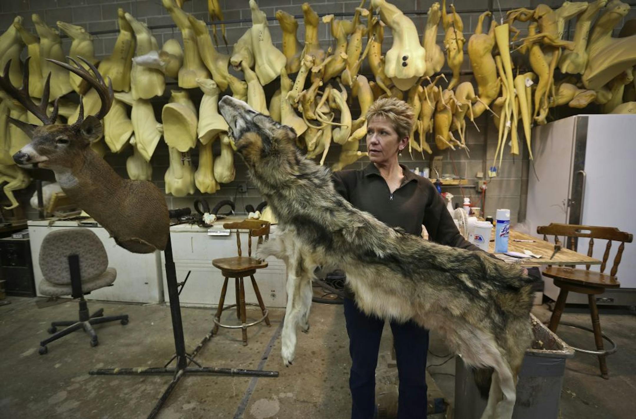 Betty Gaston, co-owner of Taxidermy Unlimited in Burnsville, held up the pelt of a recently killed 85-pound female wolf brought to the shop for processing. Opponents of the inaugural hunting season plan to sue to have gray wolves placed back on the federal endangered species list.