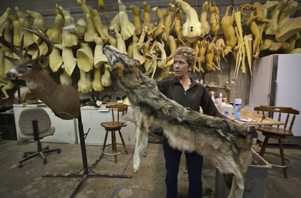 Betty Gaston, co-owner of Taxidermy Unlimited in Burnsville, held up the pelt of a recently killed 85-pound female wolf brought to the shop for proces