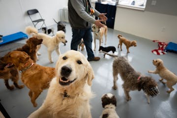 Dogs gathered in one of the two play areas where dogs are separated by size at Adventure is Barking in Hopkins on March 7. The business has opened a �