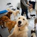 Dogs gathered in one of the two play areas where dogs are separated by size at Adventure is Barking in Hopkins on March 7. The business has opened a �