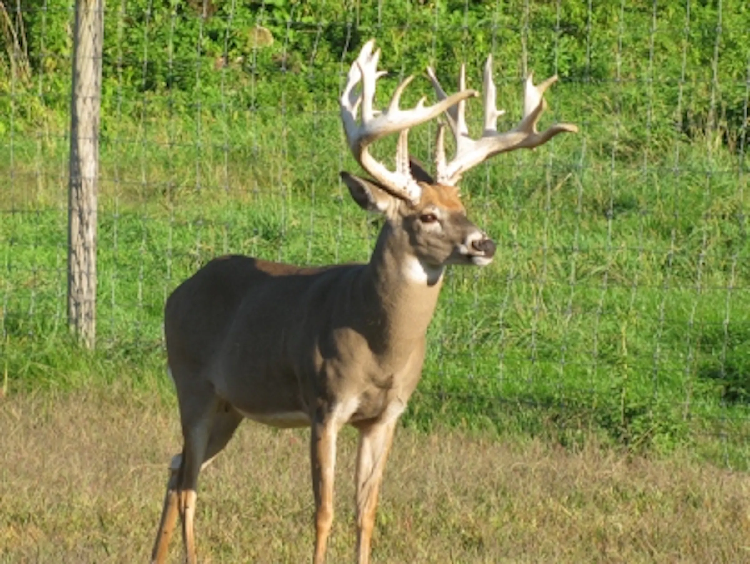 Rushford man, 20, charged with poaching 21-point buck