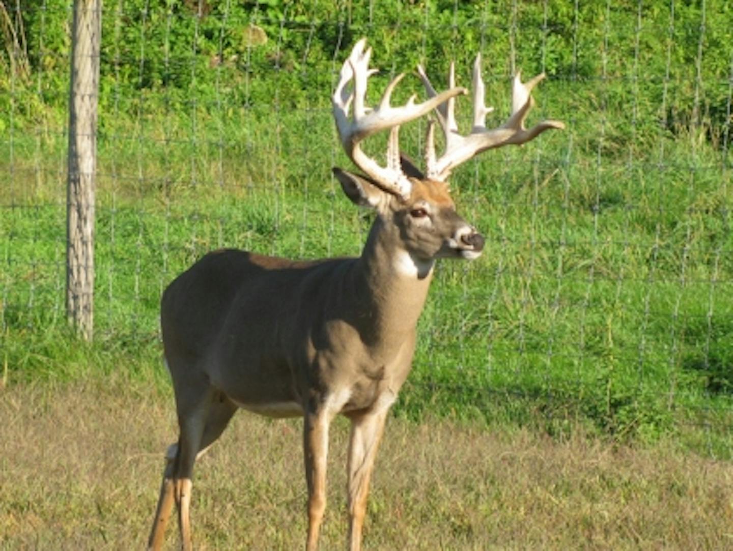 This 21-buck was poached from a southern Minnesota deer farm.