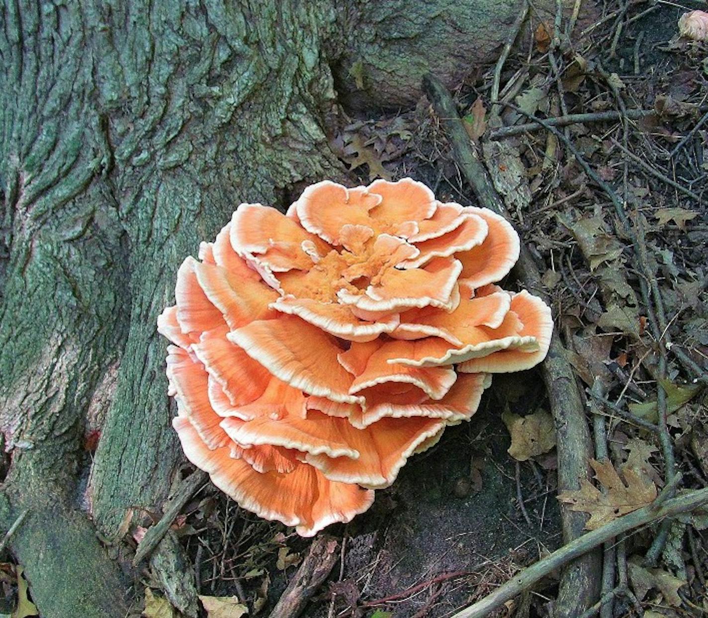 Laetiporus sulphureus, or chicken of the woods. Photo by Mike Kempenich