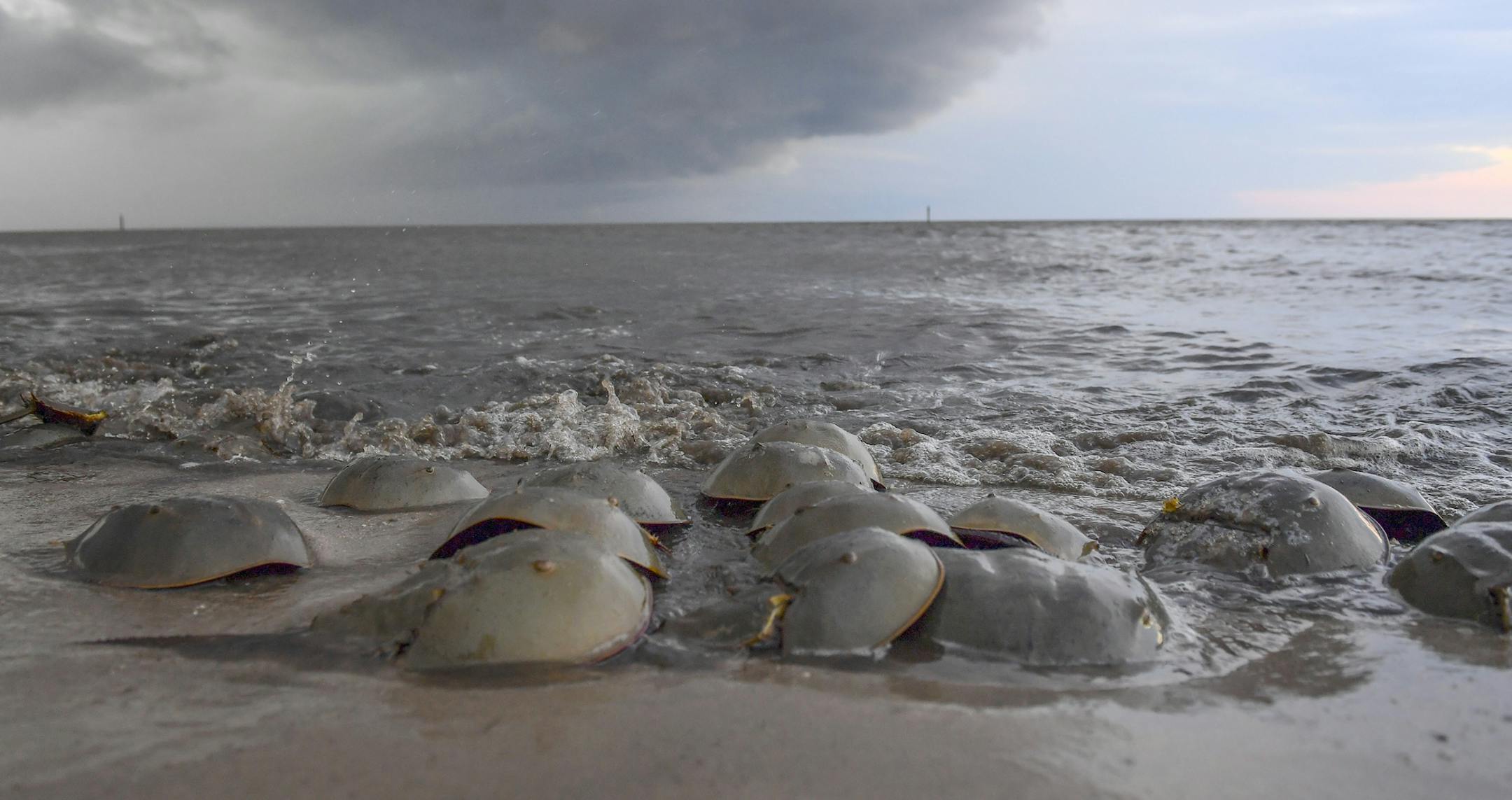 Horseshoe crabs come ashore to mate and lay eggs during a new moon at Kitts Hummock Beach in Delaware. MUST CREDIT: Washington Post photo by Ricky Carioti