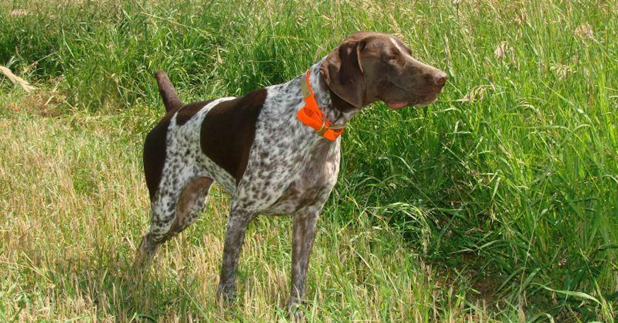 The author's German shorthair pointer, Trammell, is named in honor of former Detroit Tigers shortstop Alan Trammell