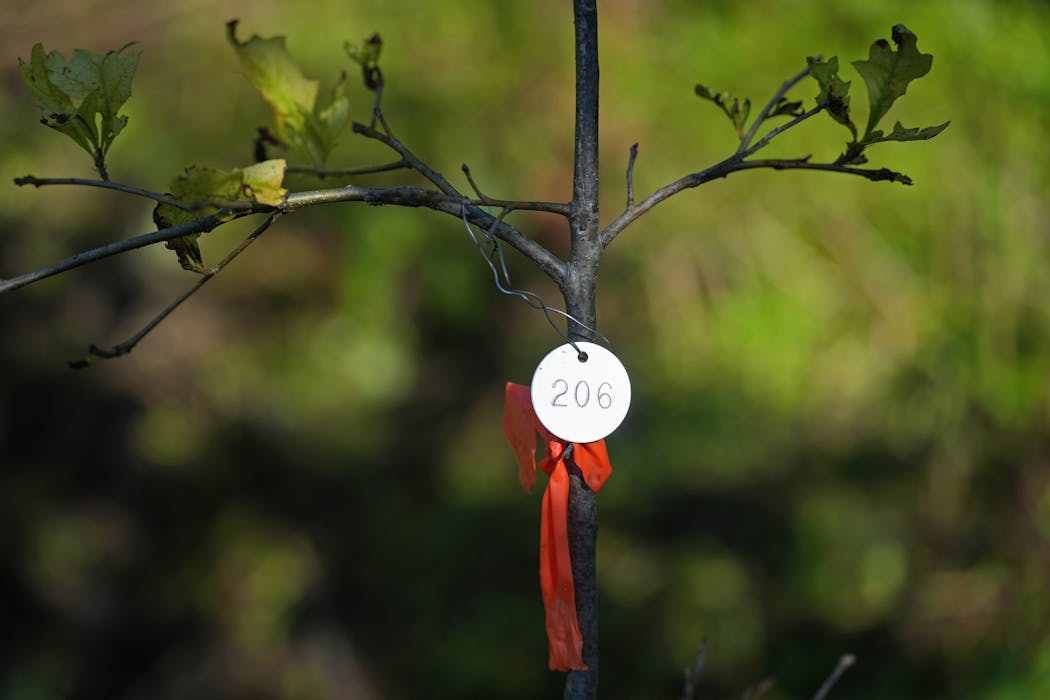A tag marks a struggling tree inside a climate change study plot at Crosby Farm Regional Park in St. Paul.