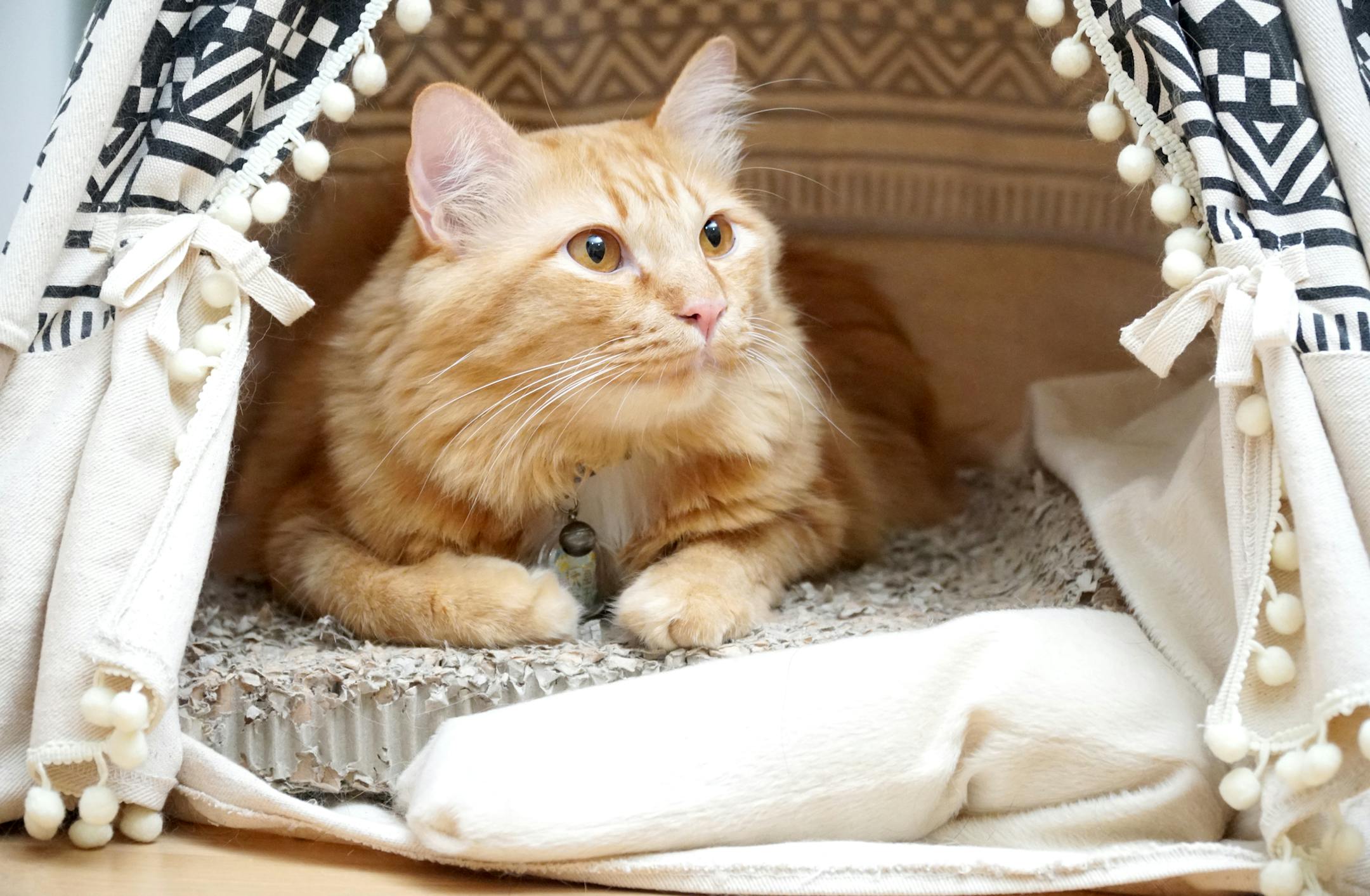 The mixed breed maine coon cat lying in the small tent.