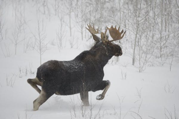 A bull moose ran in the snow in a prime habitat area on the edge of the Boundary Waters wilderness area in northern Minnesota.