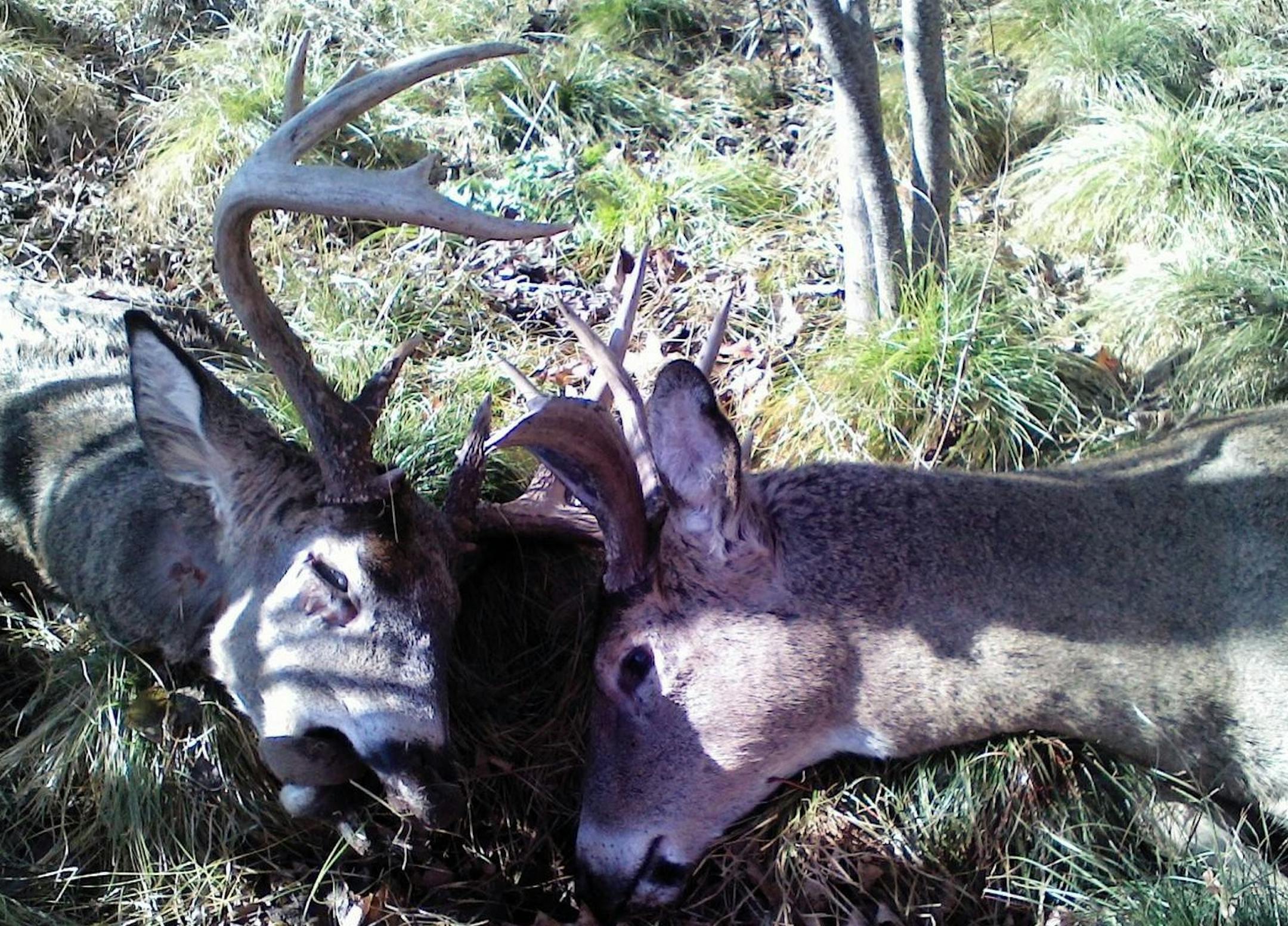 The two bucks Dan Bartelt claimed were locked by their antlers.