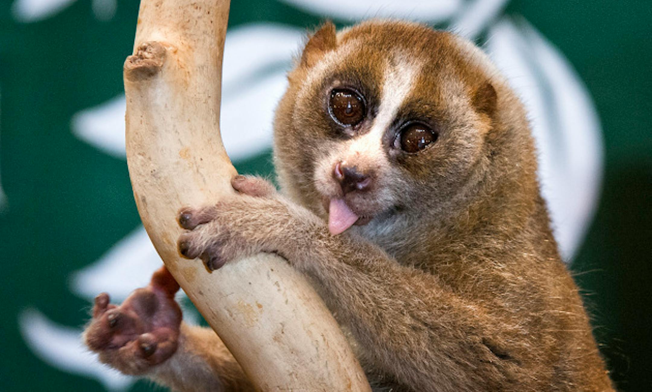 A Slow Loris from Southeast Asia crawled slowly around its perch during Zoo Day as legislators and visotors fed her apple chunks. The Minnesota Zoo visits the State Capitol each year to connect legislators and their staffs to some of the animals and to educate folks to the mission of the zoo.  Thursday, March 21, 2013.   ]   GLEN STUBBE * gstubbe@startribune.com