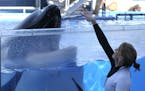 FILE- In a March 7, 2011 photo, Kelly Flaherty Clark, right, director of animal training at SeaWorld Orlando, works with killer whale Tilikum during a