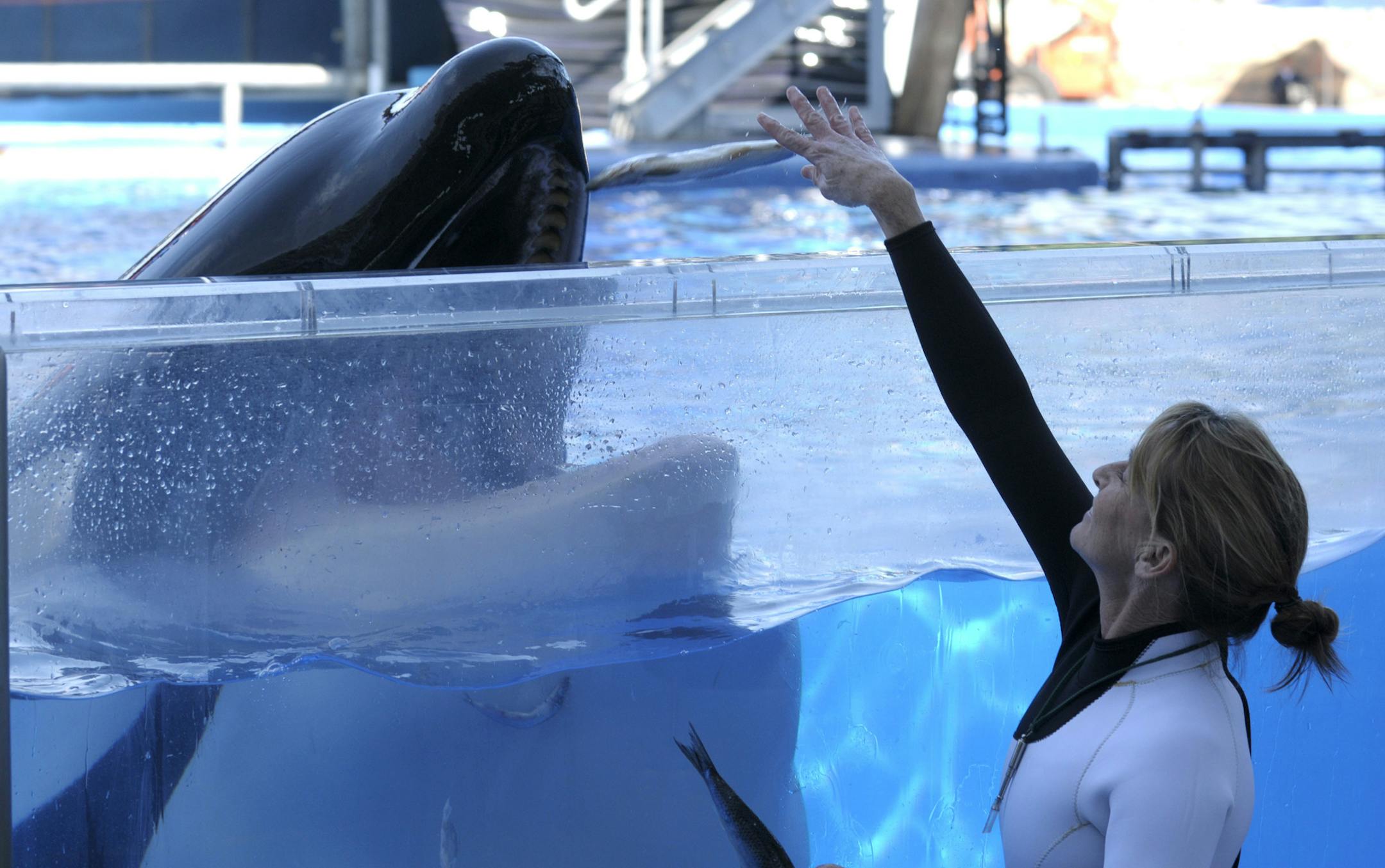 FILE- In a March 7, 2011 photo, Kelly Flaherty Clark, right, director of animal training at SeaWorld Orlando, works with killer whale Tilikum during a training session at the theme park's Shamu Stadium in Orlando, Fla. Tilikum, an orca that killed a trainer at SeaWorld Orlando in 2010, has died. According to SeaWorld, the whale died Friday, Dec. 30. 2016. (AP Photo/Phelan M. Ebenhack, File)