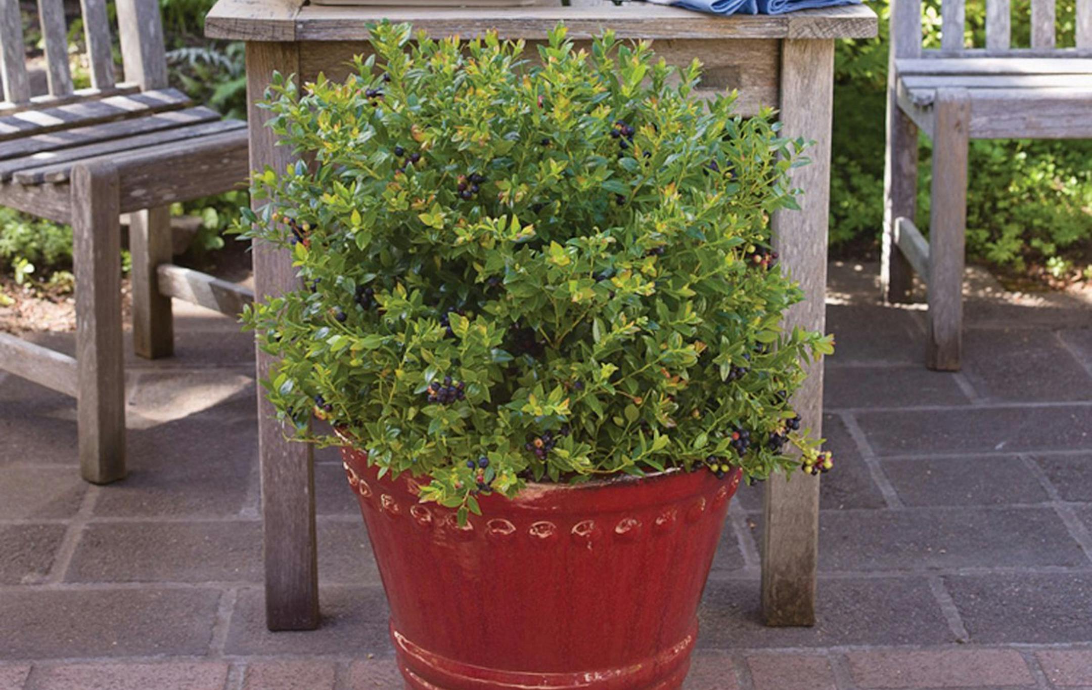 A potted Blueberry Glaze berry plant on a patio.