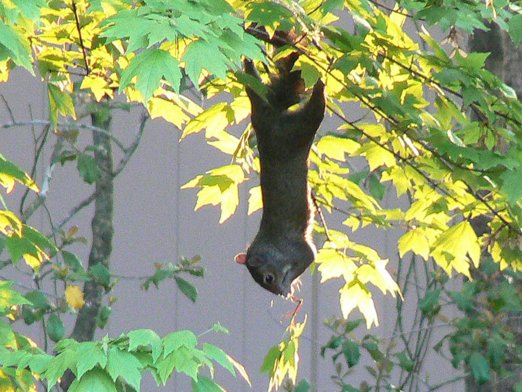 Eastern gray squirrel