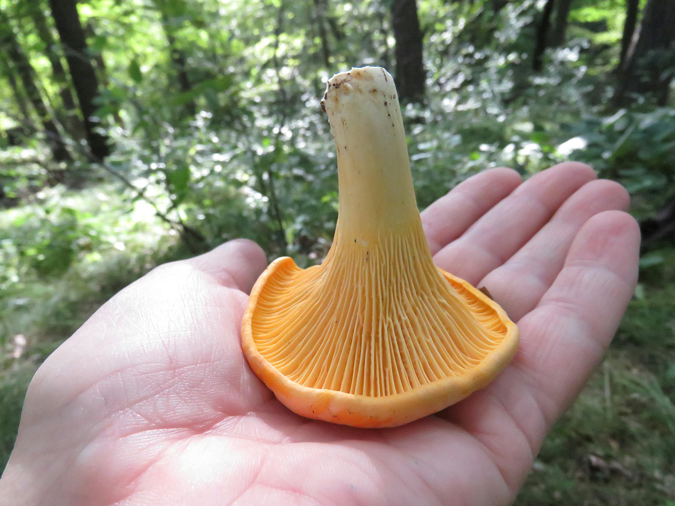 Chanterelle