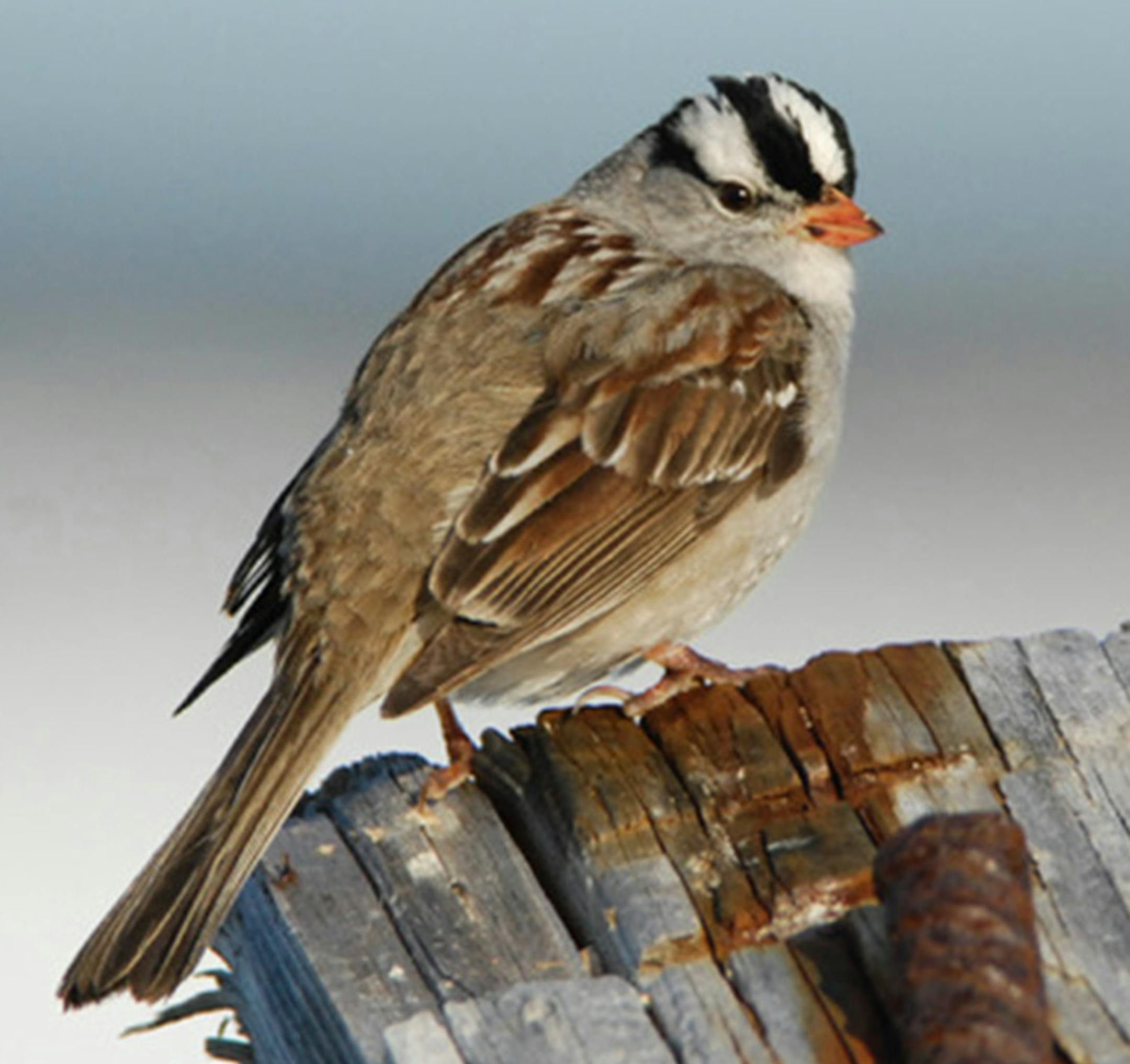 White-crowned sparrows in urban areas don't have to raise their song voices so much anymore. Photo by Jim Williams