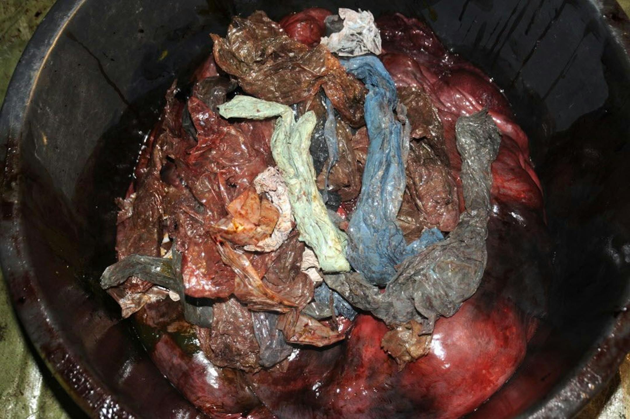 In this handout photo from the University of Bergen taken on Tuesday, Jan. 31, 2017, plastic bags are shown inside the stomach of a two-ton whale that was beached in shallow waters off Sotra, an island west of Bergen, some 200 kilometers (125 miles) northwest of Oslo. Norwegian zoologists have found about 30 plastic bags and other plastic waste in the stomach of a beaked whale that had beached on a southwestern Norway coast. Terje Lislevand of the Bergen University says the visibly sick, 2-ton g