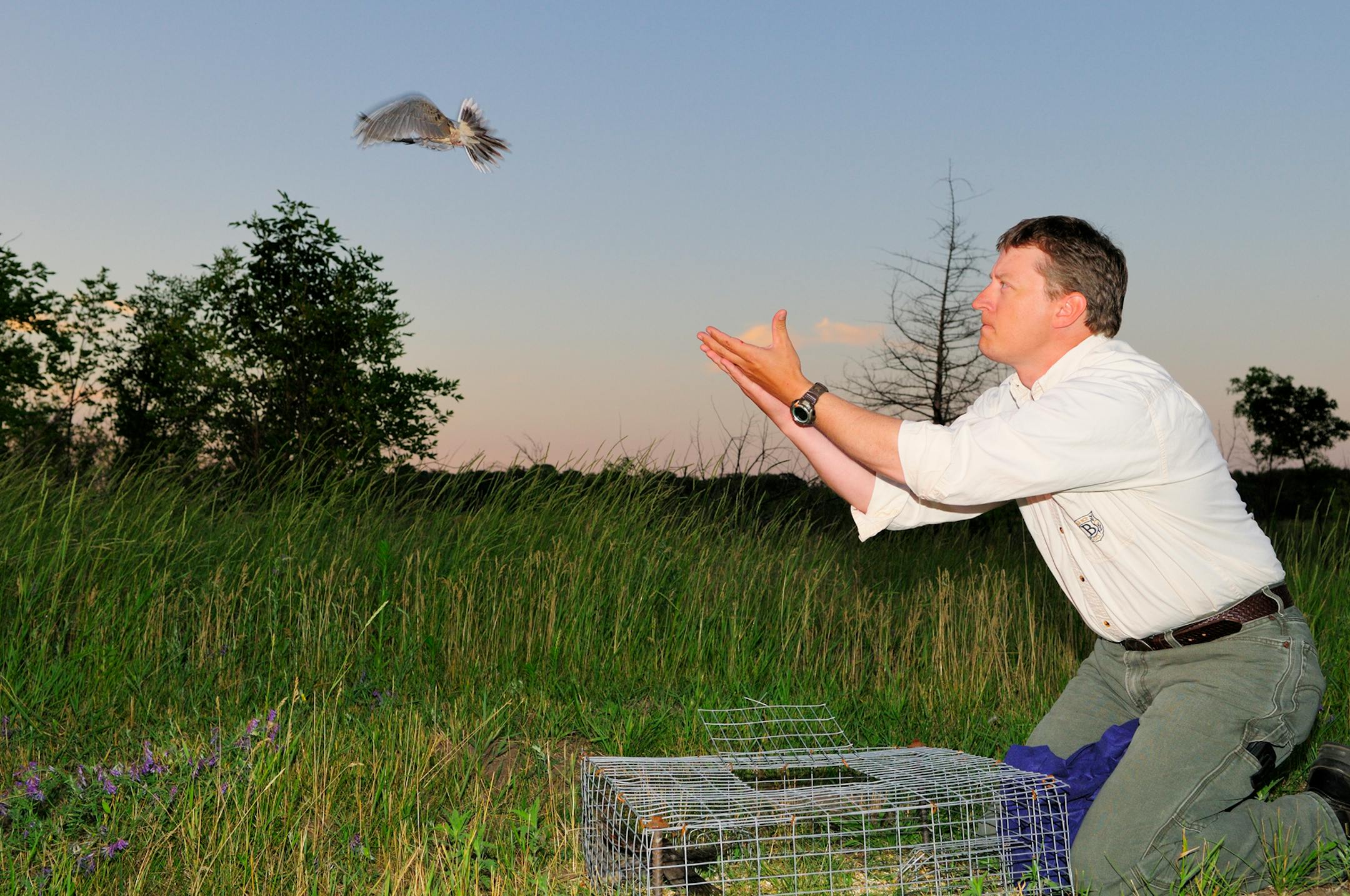 Beau Liddell, a DNR area wildlife supervisor, released a banded mourning dove from a trapping site near Little Falls.