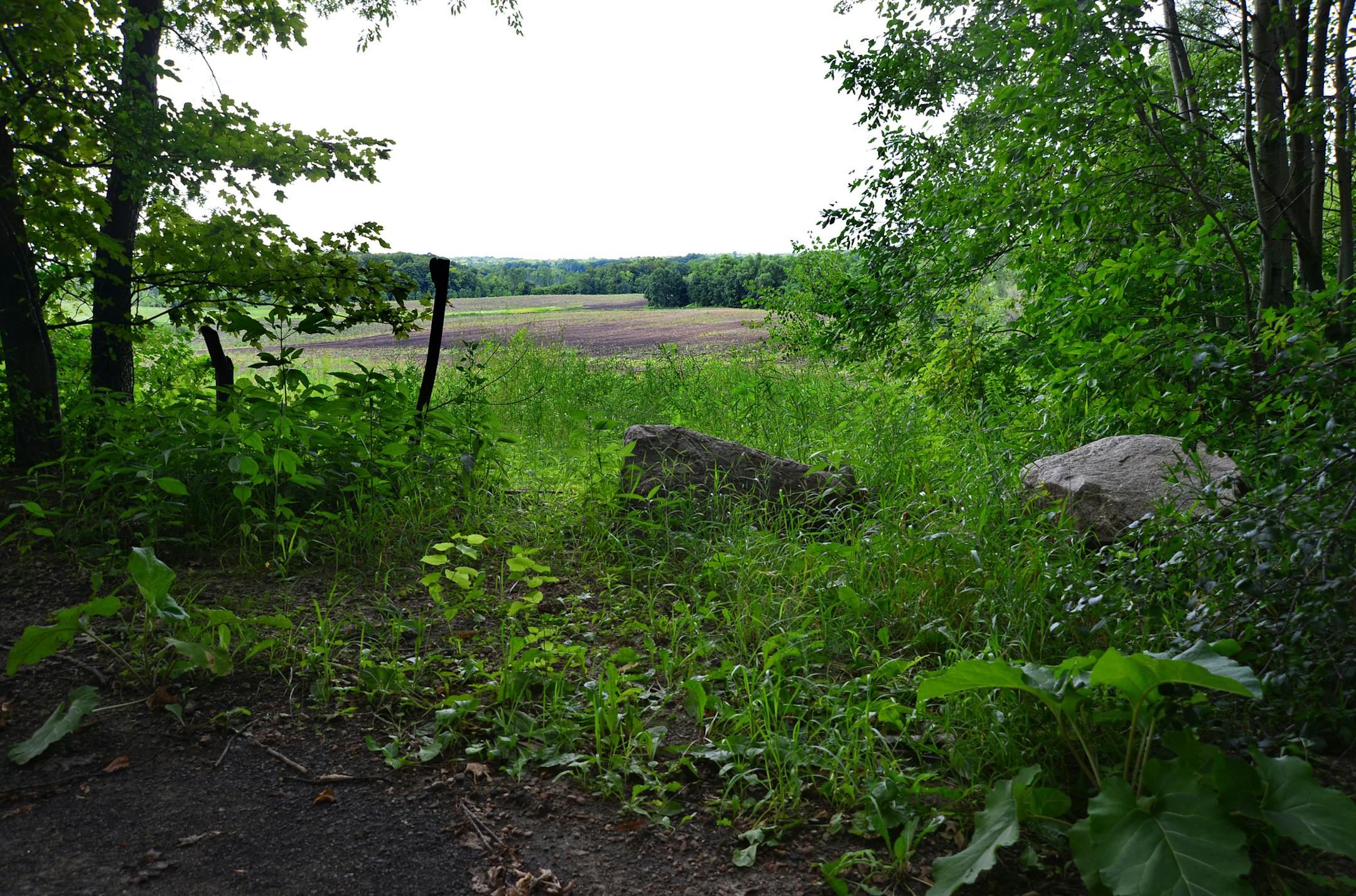 This is a view of land located at the end of Deer Hill Road in Medina. It's a mixture of plowed, unplanted fields and prairie grasses. A developer filed a civil suit last month in state and federal court, alleging that the city of Medina "made every effort to be antagonistic and difficult" in trying to delay and ultimately deny an application to develop a 170-acre parcel of land adjacent to Baker Park. ] Richard.Sennott@startribune.com Richard Sennott/Star Tribune Medina, Minnesota Wednesday 8/1