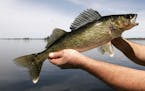 Walleye bag limits will be tighter on Upper Red Lake this season.