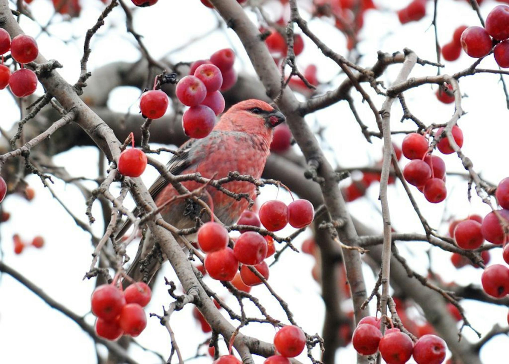 A male pine grosbeak eagerly consumes winter's crabapple crop.