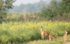 Doe and two fawns, Carlos Avery Wildlife Management Area/ Anoka County. Chris Welsch/Star Tribune