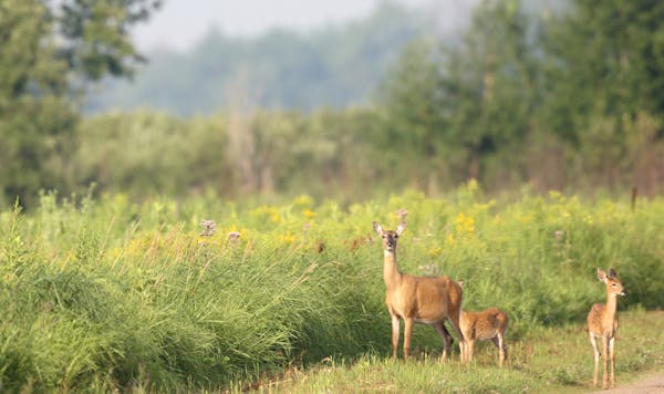 Doe and two fawns, Carlos Avery Wildlife Management Area/ Anoka County. Chris Welsch/Star Tribune